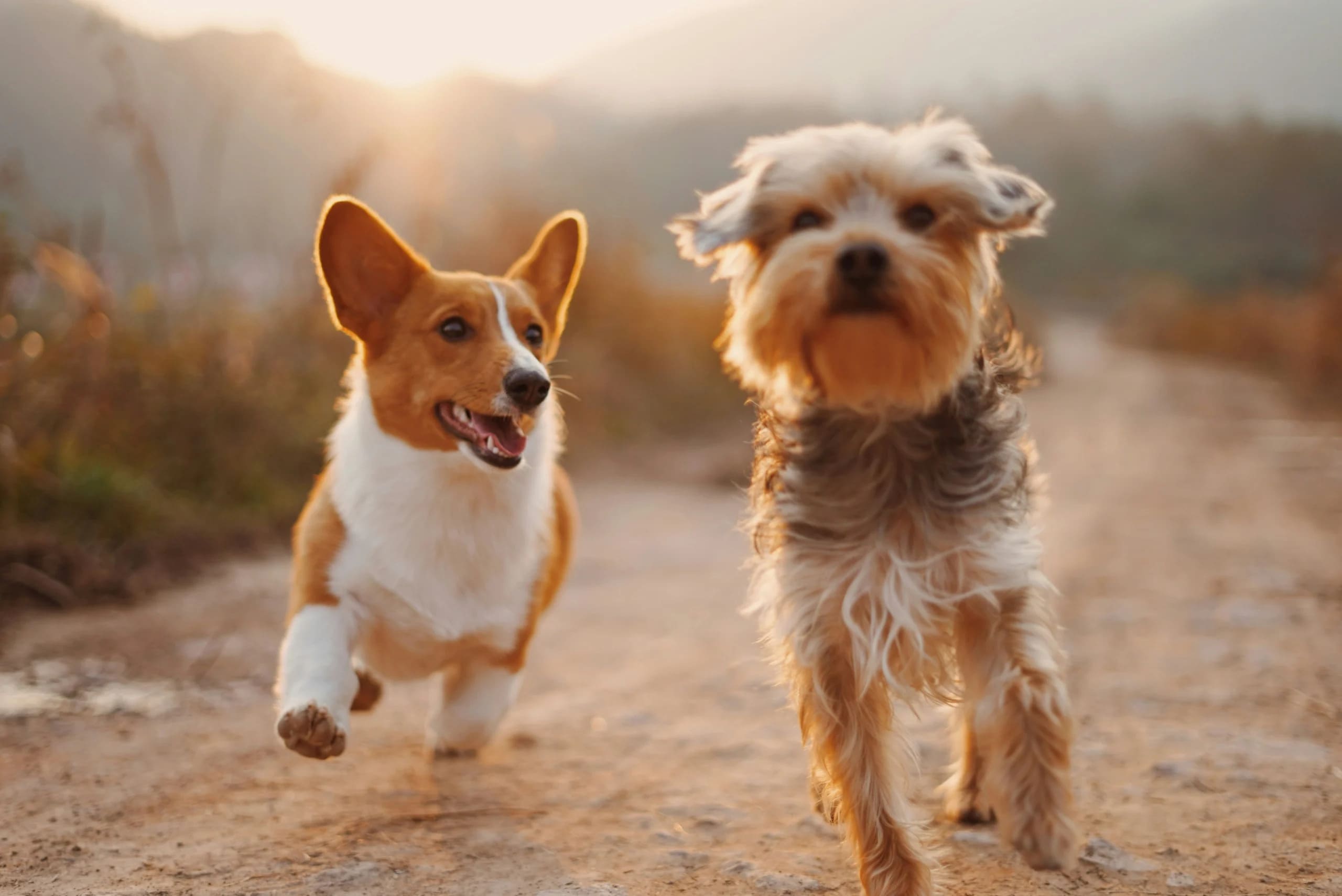 Moving with Pets in the Charleston Area: Tips for a Stress-Free Transition