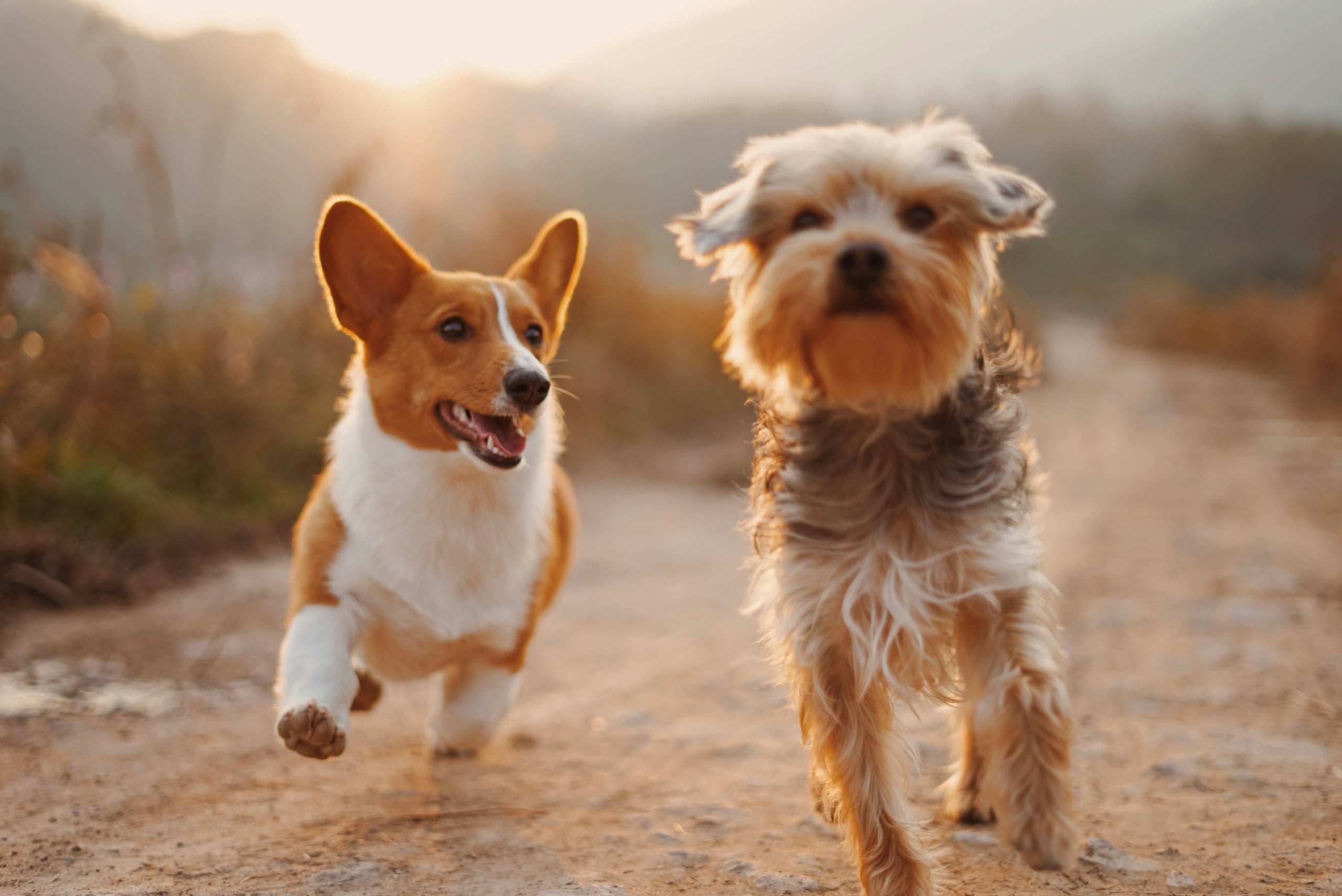 Moving with Pets in the Charleston Area: Tips for a Stress-Free Transition